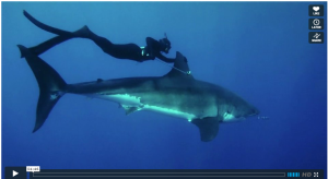 Diver swimming alongside large shark underwater.