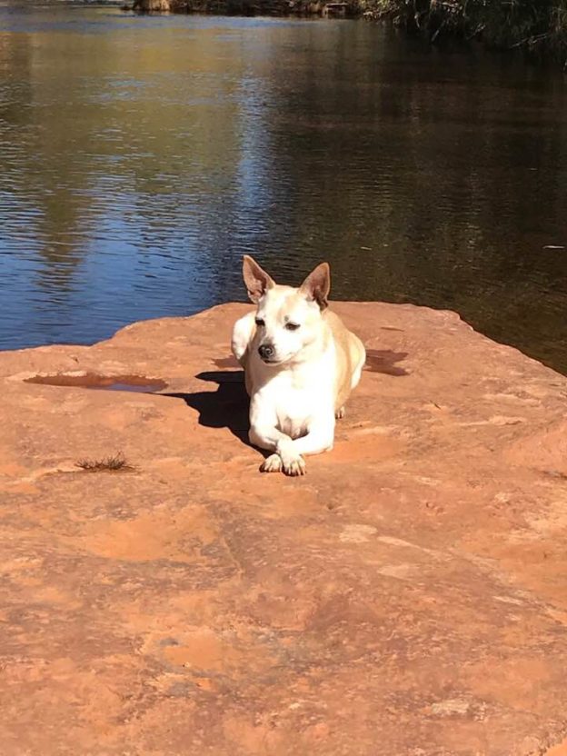 Dog resting on rock by the water.