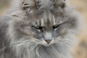 Fluffy gray cat with a focused expression.