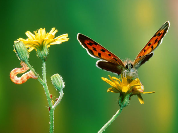 Butterfly on yellow flower with green background.